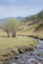 Creek with rusty-leaved alpenrose in mountains in spring Royalty Free Stock Photo