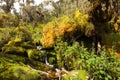 Creek in ruwenzori mountains Royalty Free Stock Photo