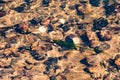 Wet stones and algae under water in a creek Royalty Free Stock Photo