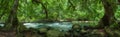 Creek with sphagnum moss on stones under the shade of couple big banyan trees in the tropical rainforest