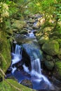 A creek splits into two waterfalls in the New Zealand forest