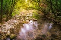 Creek with springwater in the forest Royalty Free Stock Photo