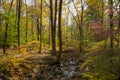 Creek Trail through Woods in Autumn Royalty Free Stock Photo