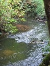 Vance creek in Elma