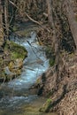 A creek trickling between trees