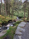 Creek in the woods