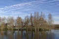 Creekfield lake perimeter with a line of trees growing from the Waters edge Royalty Free Stock Photo