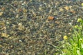 Stream is gurgling with water Royalty Free Stock Photo