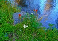 Creekside Posies