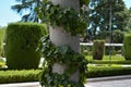 Creeper around concrete column with hedges behind Royalty Free Stock Photo