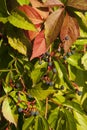 Boston ivy Royalty Free Stock Photo