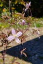 Creeper flower in my garden