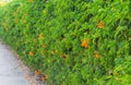 Creeper and Green leaves wall background