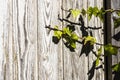 Creeper on old wood as background