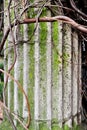 Creeper plant around doric column Royalty Free Stock Photo