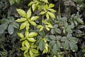 Creeper plant at `Bosque da Freguesia`, Freguesia Forest Public Park Royalty Free Stock Photo