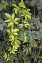 Creeper plant at `Bosque da Freguesia`, Freguesia Forest Public Park Royalty Free Stock Photo