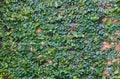 Creeper plant on brick wall