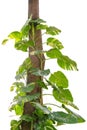 Creeper plant growng in wild, devil's ivy, golden pothos, climbi Royalty Free Stock Photo