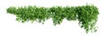 Creeper plant isolated on white background. 3D render.