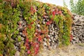 Creeper plant, logpile and wood