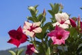Creeper plant mandevilla against blue sky Royalty Free Stock Photo