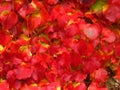 Creeper plant Parthenocissus tricuspidata in fall, vivid red and yellow colors, natural texture, close-up, boston ivy Royalty Free Stock Photo