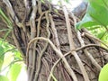 A creeper\'s tenacious hold on a tree in a jungle in Polonnaruwa.