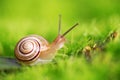 Creeper snail after rain on the grass. Royalty Free Stock Photo