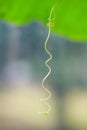 Creeper plant tendril against blue background