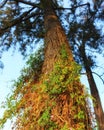 Creeper on trunk at Paranoa Lake