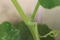 Creeper twigs showing axillary bud