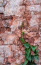 A creeper wild plant growing on a broken old brick wall Royalty Free Stock Photo