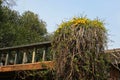 CREEPER WITH YELLOW FLOWERS GROWING ON CORNER OF BALCONY OF OLD PRELLER HOUSE