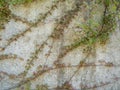 Creepers entangled in a cement wall. Vines on the wall. Nice quiet place. Background from the wall and plants