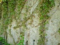 Creepers entangled in a cement wall. Vines on the wall. Nice quiet place. Background from the wall and plants