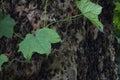 Creepers on a tree bark Royalty Free Stock Photo