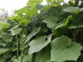 Creepers of sweet gourd looking nice.