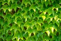 Creepers of three-pointed climbing Vichi grapes on the decorative fence of the garden