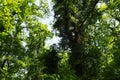 Creepers on tree branches in a European forest. Serbia, Fruska Gora National Park. A plant that finds vertical support