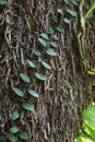 Creepers on a tree trunk