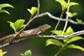 The creeping animals that live in these trees are called grayish brown chameleons