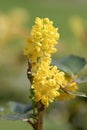 Close-up of yellow Creeping barberry, Berberis repens, macro photography