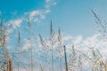 Creeping bentgrass (Agrostis stolonifera) against the beautiful sky Royalty Free Stock Photo