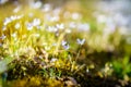 Creeping Bluet