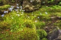 Creeping Bluet