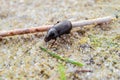 Creeping bread grains ground beetle on the sand Zabrus gibbus, Zabrus tenebrioides