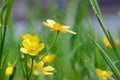 Creeping buttercup blooming in the garden - Ranunculus repens Royalty Free Stock Photo