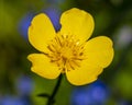 Creeping Buttercup