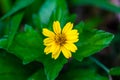 Creeping buttercup plant with yellow flowers Royalty Free Stock Photo
